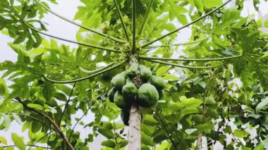 Ağaçta yeşil papaya.