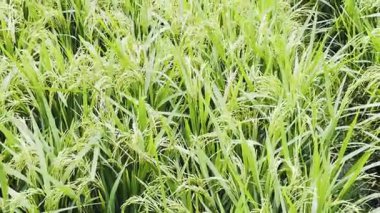 Çeltik tarlası manzarasını kapatın.