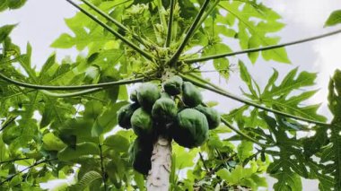 Bahçedeki bir ağacın yeşil yaprakları