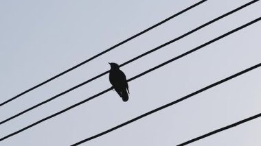Siyah bir kuş bir telin üzerinde oturur ve uzaklığa bakar.