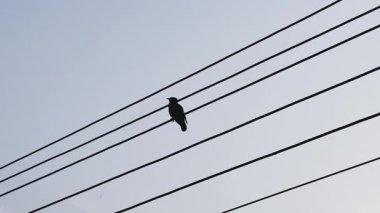 Bir direkte oturan kuş.