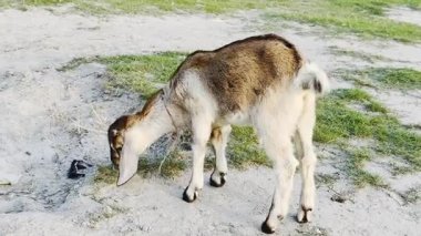 Hayvanat bahçesindeki beyaz keçi