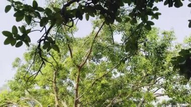 Ormanın güzel manzarası