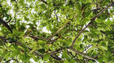 Yeşil yapraklar, bitki örtüsü.