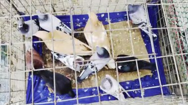 Beyaz Güvercin kafes içinde