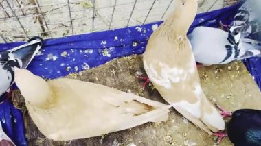 Güvercinler beyaz zemin üzerine