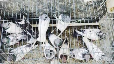 Pazardaki güvercinler