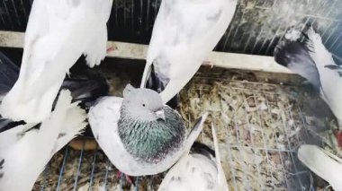 Çiftlikteki güvercinler