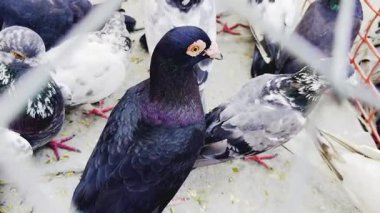 Pazardaki güvercin.