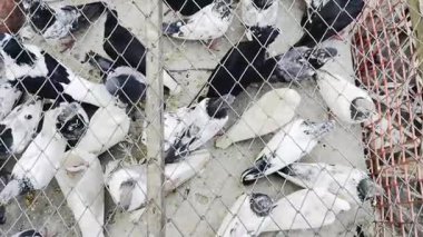 Beyaz ve siyah güvercin evin çatısında.