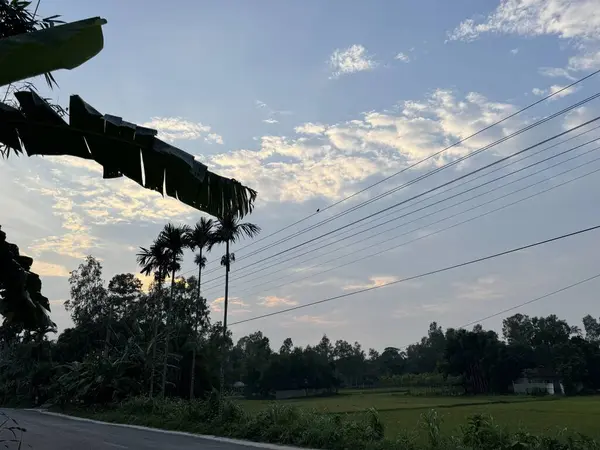 Ormanda bir ağacı olan güzel bir manzara.