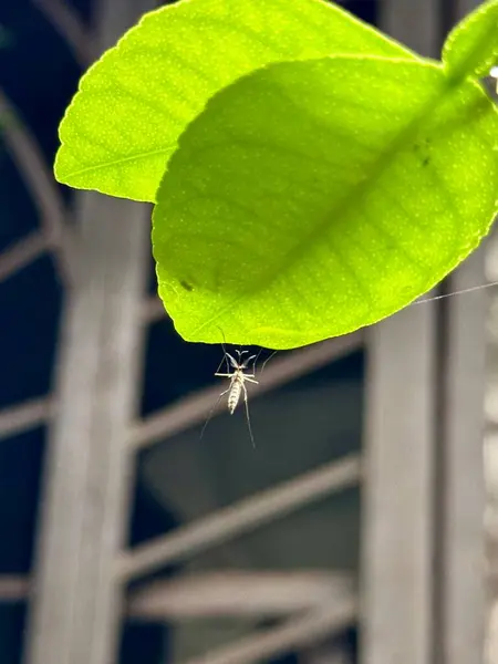 yeşil yapraklar, bitki örtüsü ve doğa