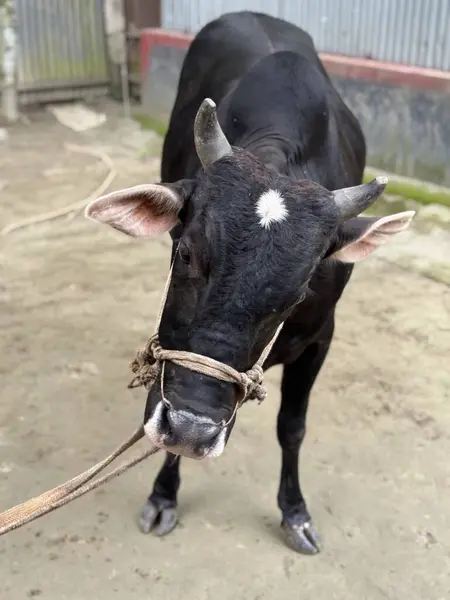 Çiftlikteki bir ineğin siyah beyaz fotoğrafı.
