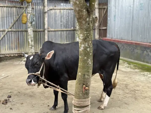 Hayvanat bahçesinde bir inek