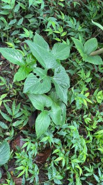 Bahçede yeşil yapraklar