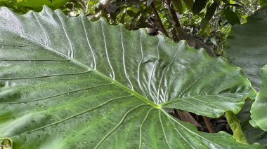 yeşil yapraklar, bitki ve hayvan