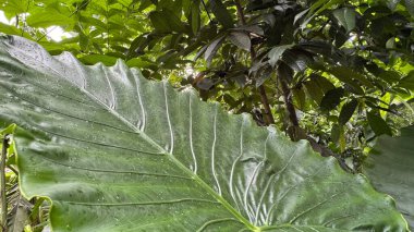 Güzel botanik fotoğrafı, doğal duvar kağıdı.