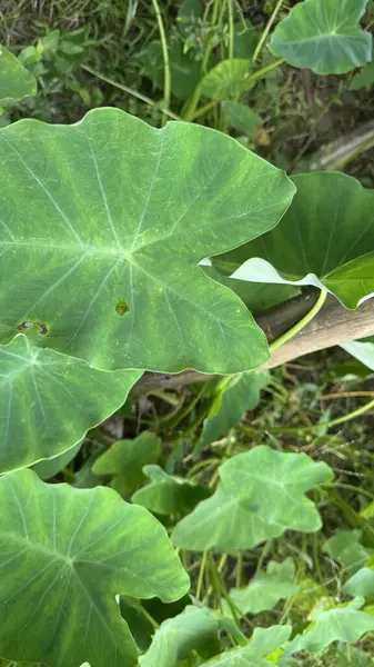 yeşil yapraklar, bitkiler ve yapraklar
