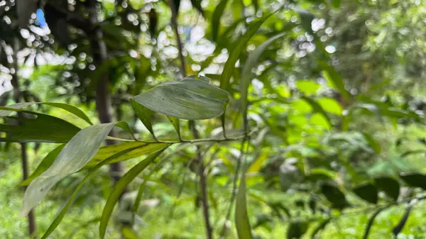 yeşil yapraklar, bitkiler ve yapraklar