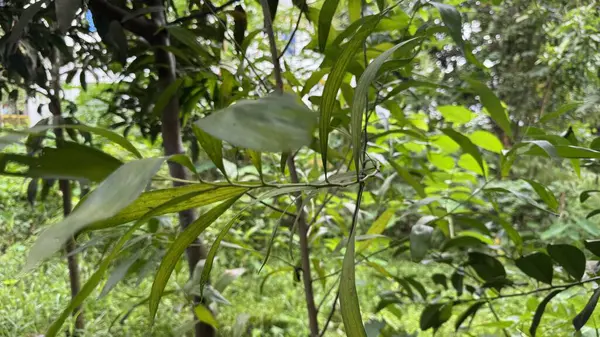 Ormanda yeşil yapraklar