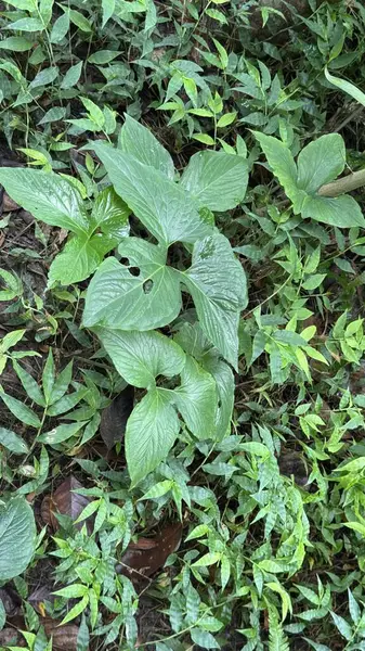 Bahçede yeşil yapraklar