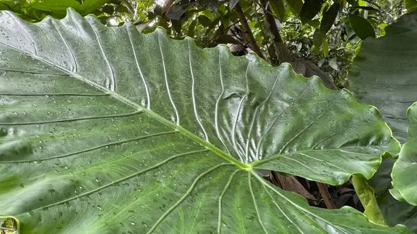 yeşil yapraklar, bitki ve hayvan