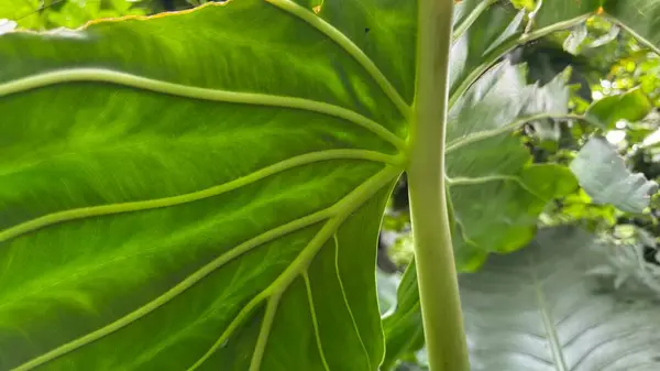 yeşil yaprak arkaplan, bitki örtüsü ve doğa