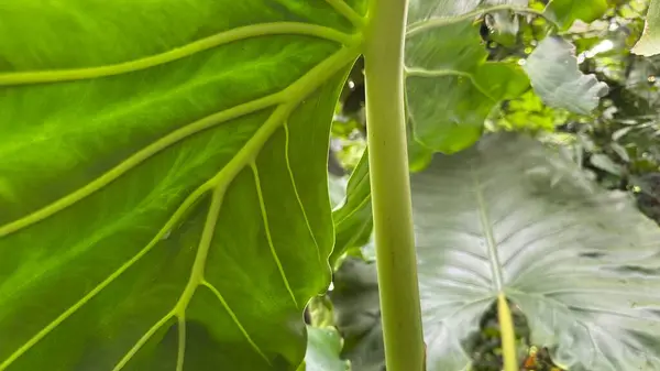 yeşil yapraklar, bitki yaprakları