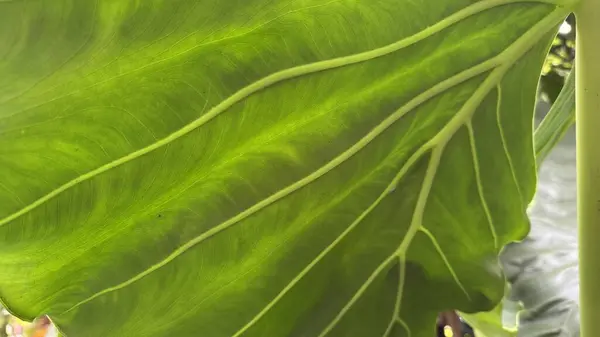 Yeşil yapraklı muz yaprağı