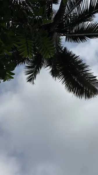 Sahilde palmiye ağacı