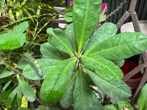 Güzel botanik fotoğrafı, doğal duvar kağıdı.