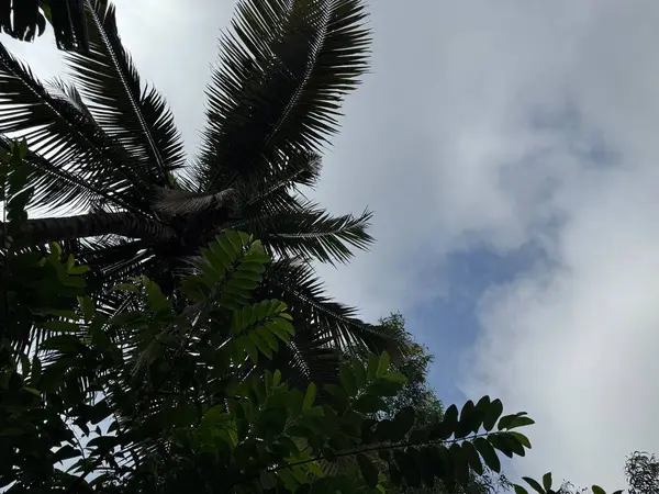 Parktaki palmiye ağaçları