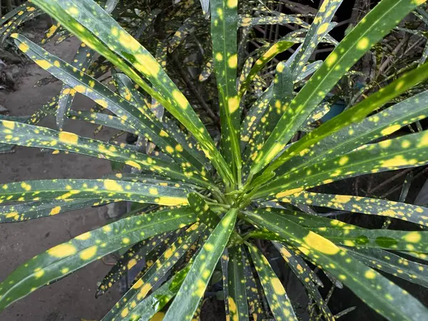 Sarı ve yeşil yapraklı bir bitkiyi kapat