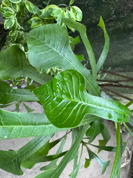 yeşil yapraklar, bitkiler ve yapraklar