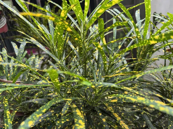 Güzel botanik fotoğrafı, doğal duvar kağıdı.