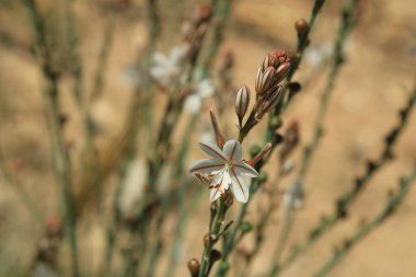 Hollow saplı Asphodel, Pembe asphodel, Asphodle fistuleux, Asphodelus fistulosus - Asphodelaceae, Asphodelaces