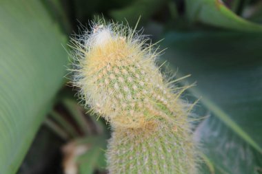 Altın Tuffy Kaktüsü, Altın Backeb Kaktüsü, Kaktüs Kaktüsü, Goldener Sulenkaktus, Kaktüs laineux de Guenther, Assurdo kaktüs verde, Kaktüs lanoso - Vatricania guentheri - Cactaceae