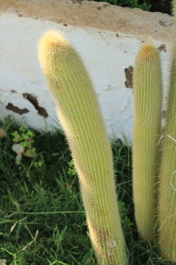 Altın Tuffy Kaktüsü, Altın Backeb Kaktüsü, Kaktüs Kaktüsü, Goldener Sulenkaktus, Kaktüs laineux de Guenther, Assurdo kaktüs verde, Kaktüs lanoso - Vatricania guentheri - Cactaceae