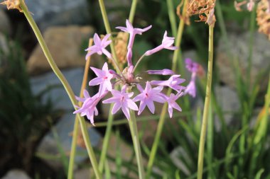Toplum sarımsağı, Pembe agapanthus, Bahar soğanı, Tulbaghia menekşesi - Tulbaghia Violacea - Amaryllidaceae, Amaryllidaces