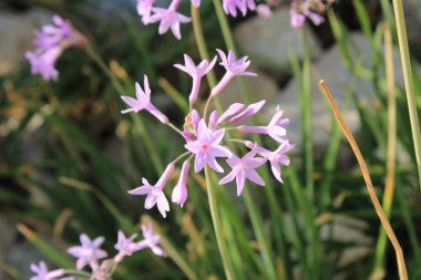 Toplum sarımsağı, Pembe agapanthus, Bahar soğanı, Tulbaghia menekşesi - Tulbaghia Violacea - Amaryllidaceae, Amaryllidaces