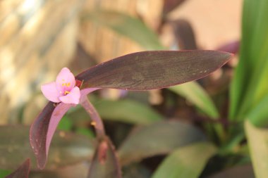 Mor Kalp, Mor Kraliçe, Misre pourpre, Meksika Dreimasterblume, Miseria, Trapoeraba, Purpurina, Regina purpurie, Tapete - Tradescantia pallida - Commelinaceae