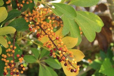 Cüce şemsiye ağacı, Arbre şemsiyesi nain - Schefflera arboricola, Heptapleurum arboricola - Araliaceae, Araliaces