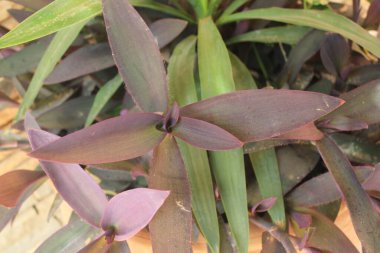 Mor Kalp, Mor Kraliçe, Misre pourpre, Meksika Dreimasterblume, Miseria, Trapoeraba, Purpurina, Regina purpurie, Tapete - Tradescantia pallida - Commelinaceae