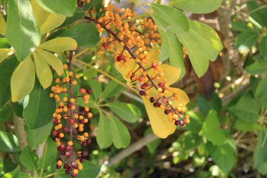 Cüce şemsiye ağacı, Arbre şemsiyesi nain - Schefflera arboricola, Heptapleurum arboricola - Araliaceae, Araliaces