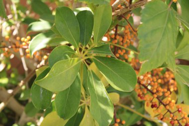 Cüce şemsiye ağacı, Arbre şemsiyesi nain - Schefflera arboricola, Heptapleurum arboricola - Araliaceae, Araliaces