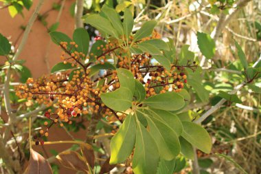Cüce şemsiye ağacı, Arbre şemsiyesi nain - Schefflera arboricola, Heptapleurum arboricola - Araliaceae, Araliaces