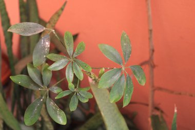 Cüce şemsiye ağacı, Arbre şemsiyesi nain - Schefflera arboricola, Heptapleurum arboricola - Araliaceae, Araliaces