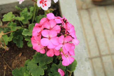 Horseshoe geranium, Granium zonale, zonal geranium - Pelargonium zonale - Geraniaceae, Graniaces