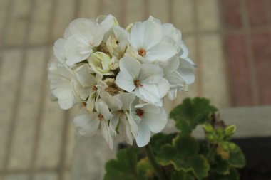 Horseshoe geranium, Granium zonale, zonal geranium - Pelargonium zonale - Geraniaceae, Graniaces