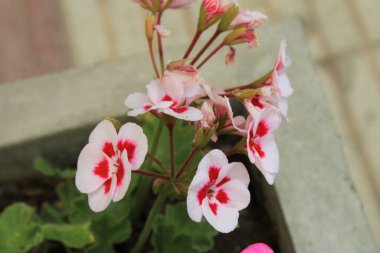 Melez Pelargonium, Hybrid Geranium, Roze engel, Plargonium hybride, Edelgeranie, Geranio del Duce - Pelargonium hybridum - Geraniaceae